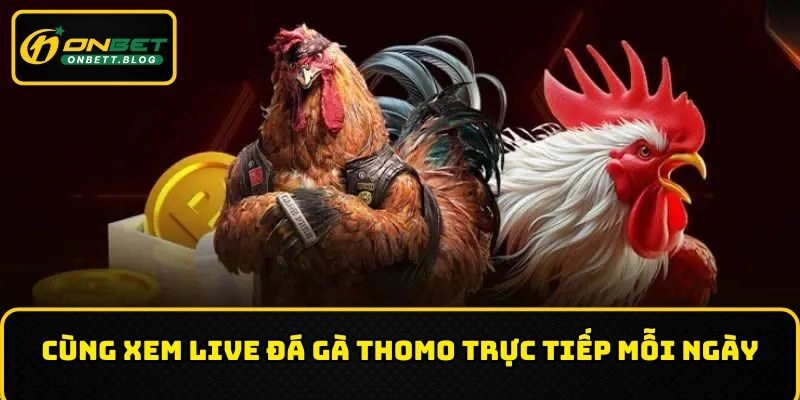 Cùng xem live đá gà Thomo trực tiếp mỗi ngày