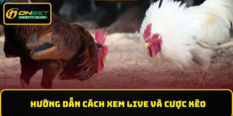 Hướng dẫn cách xem live và cược kèo