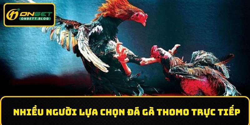 Đá gà Thomo trực tiếp
